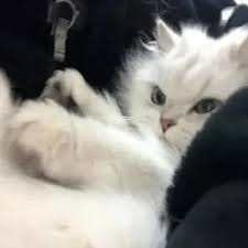 Tora Sudiro profile picture