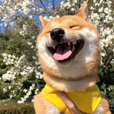 Ignasius Jonan profile picture